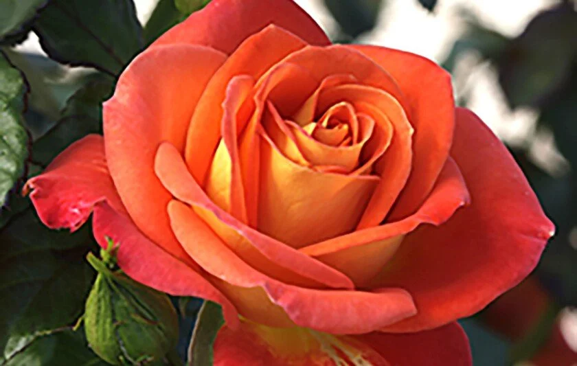 Soft and Sweet — Select Roses